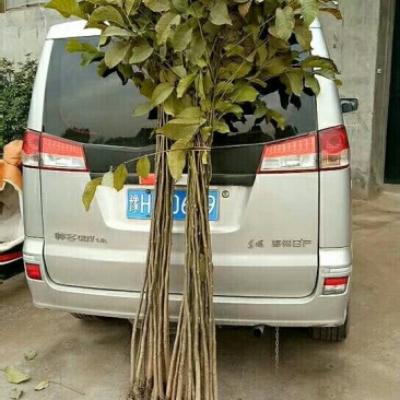 各种绿化树果树