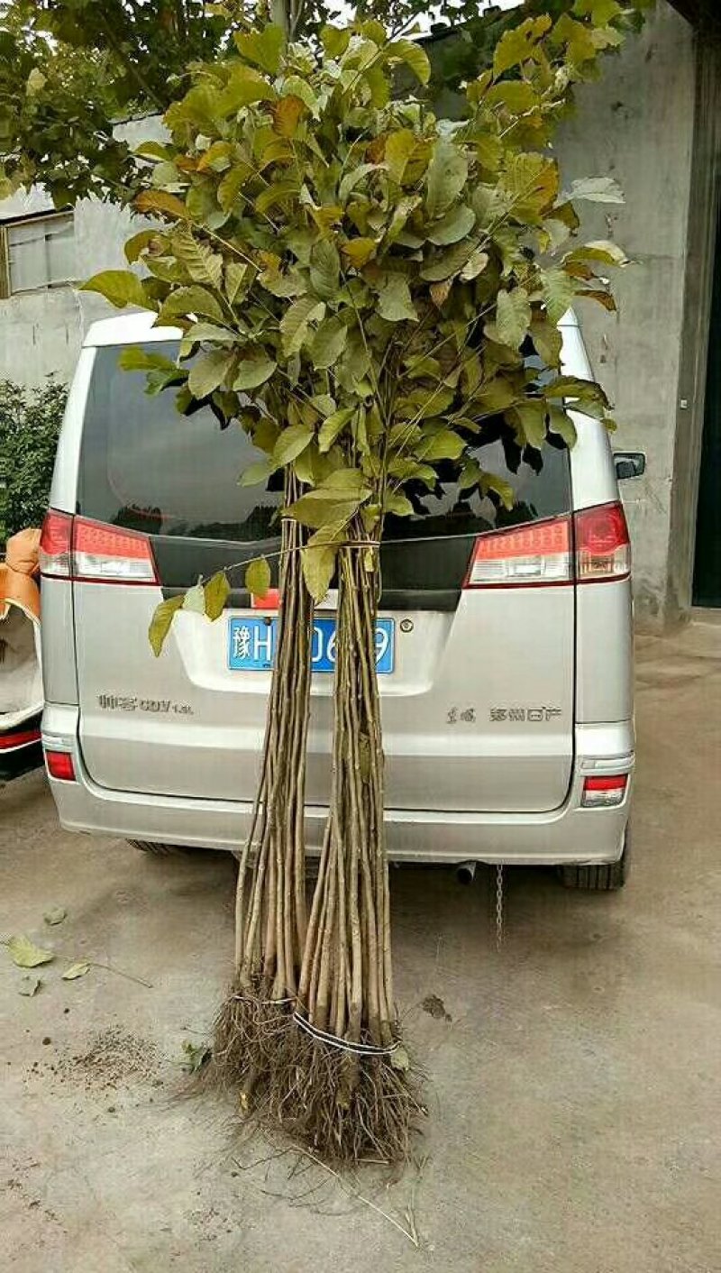 各种绿化树果树