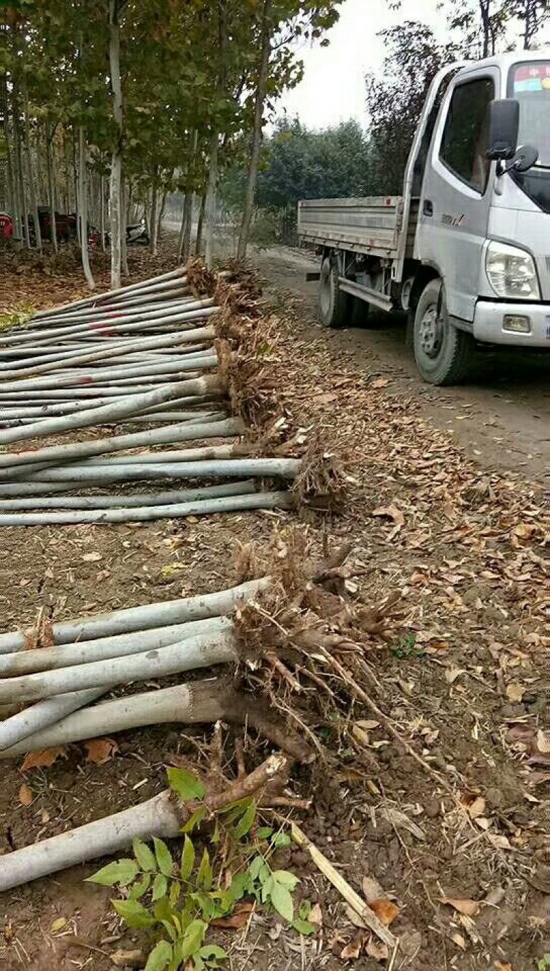 各种绿化树果树