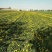 中药材种子蒲公英种子，可食用