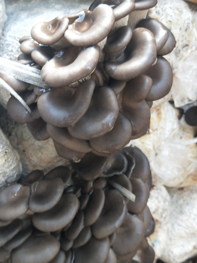 定制各种食用菌岀菇菌包，技术免费跟踪指导