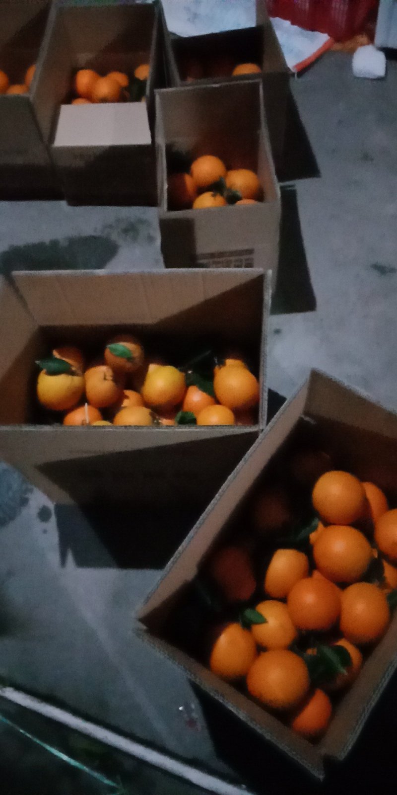 赣南脐橙信丰脐橙采摘进行时保证现摘现发快递包邮