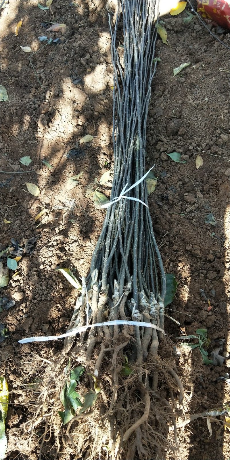 青脆梨树苗免费提供种植技术