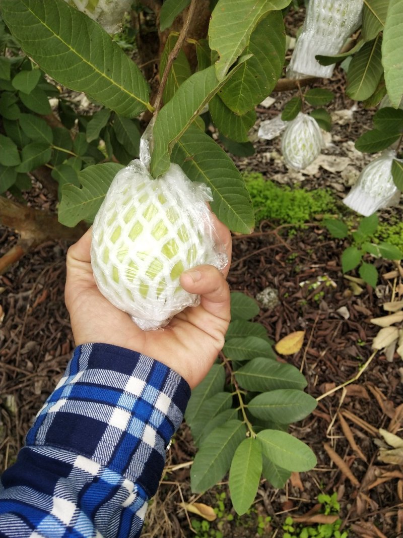 石榴