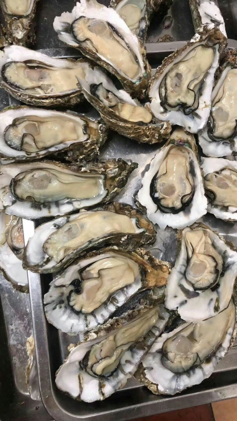 湛江肥蚝产地供应包肥场地现场视频一手货源。