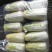 精品娃娃菜干净漂亮超市专供