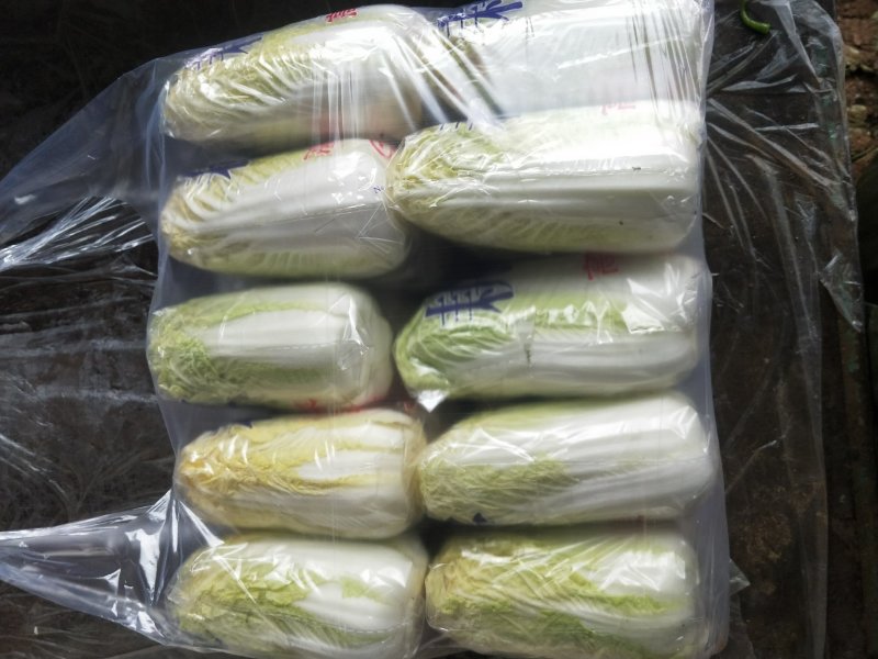 精品娃娃菜干净漂亮超市专供