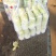 精品娃娃菜干净漂亮超市专供