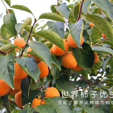 富平柿饼