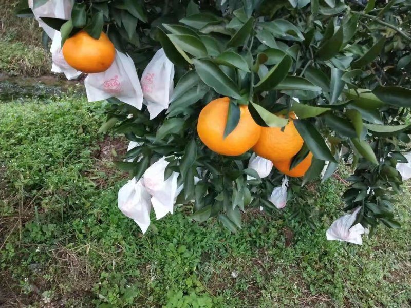 四川蒲江早熟春见(耙耙柑）皮色亮丽，汁多味甜
