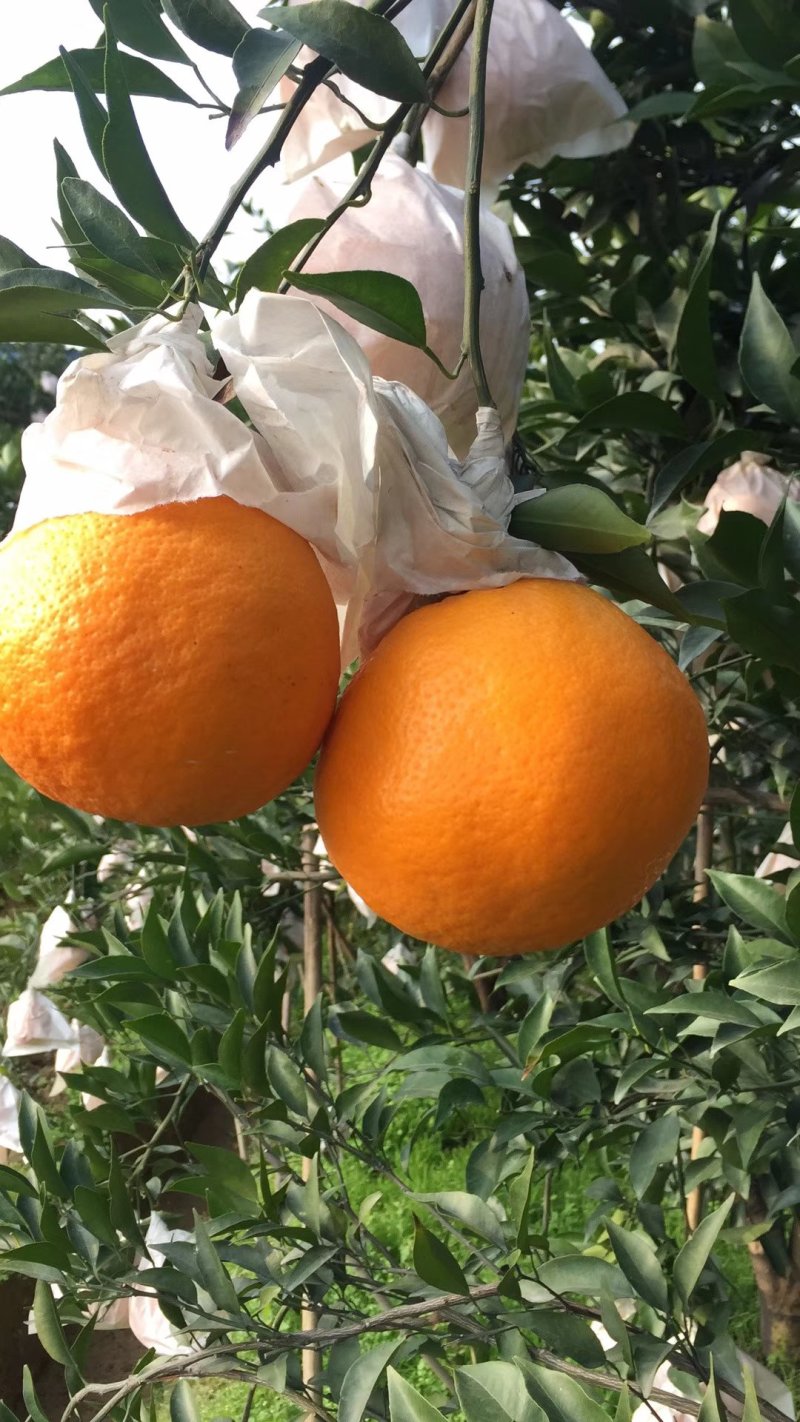 四川蒲江早熟春见(耙耙柑）皮色亮丽，汁多味甜
