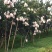 四川蒲江早熟春见(耙耙柑）皮色亮丽，汁多味甜