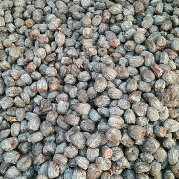 黑枣