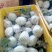 广西番石榴芭乐秋果大量上市品质好货源充足