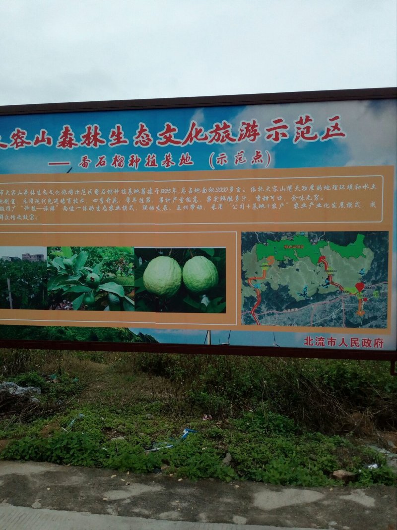 广西番石榴芭乐秋果大量上市品质好货源充足