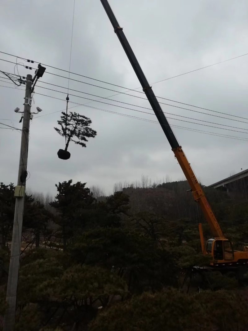 造型松树