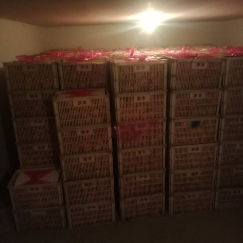 两万斤烟台红富士75----90高次