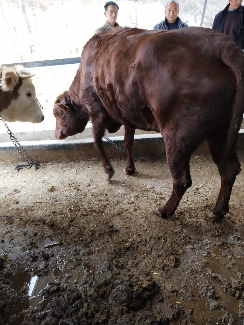肉牛，架子牛，小牛，西门塔尔