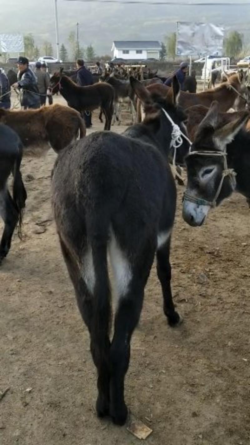 有德州驴苗，架子驴，肉驴已大量上市，价格公道