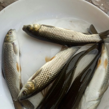 草鱼苗大规格