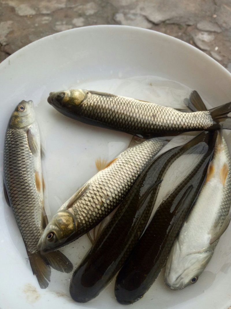 草鱼苗大规格