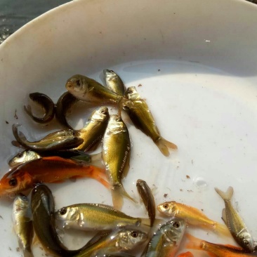 鲤鱼苗
