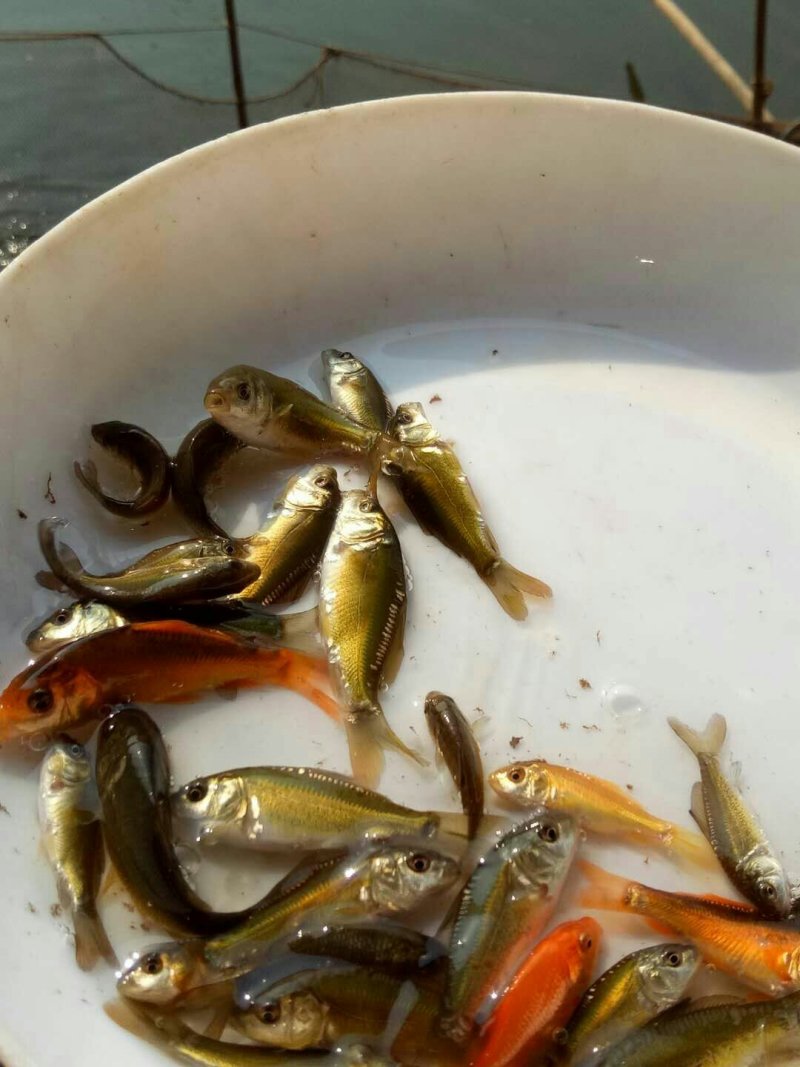 鲤鱼苗
