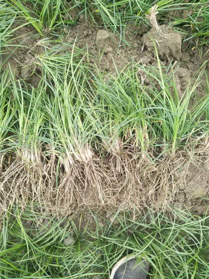 【热销】麦冬苗地被草坪基地直供欢迎致电诚信
