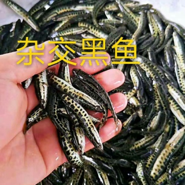杂交黑鱼苗