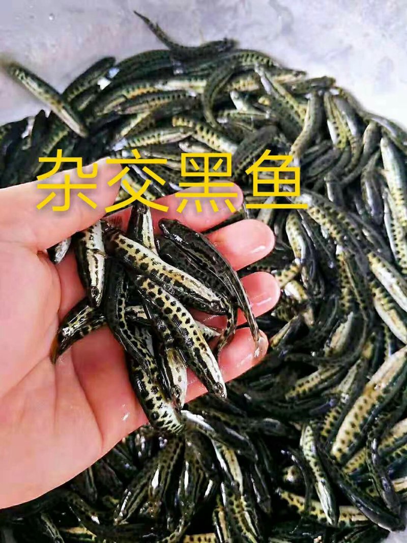 杂交黑鱼苗