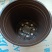 塑料双色花盆育苗盆一次性兰花盆多肉