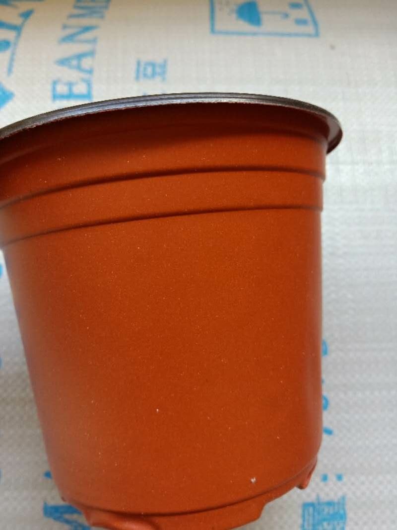 塑料双色花盆育苗盆一次性兰花盆多肉