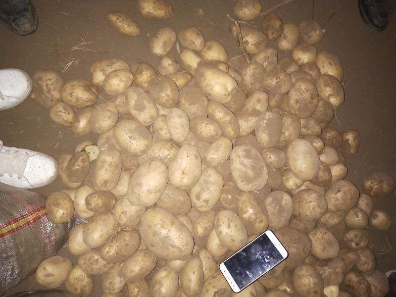 土豆河北内蒙希森，V7，沃土五，黄金薯，精品，视频看货
