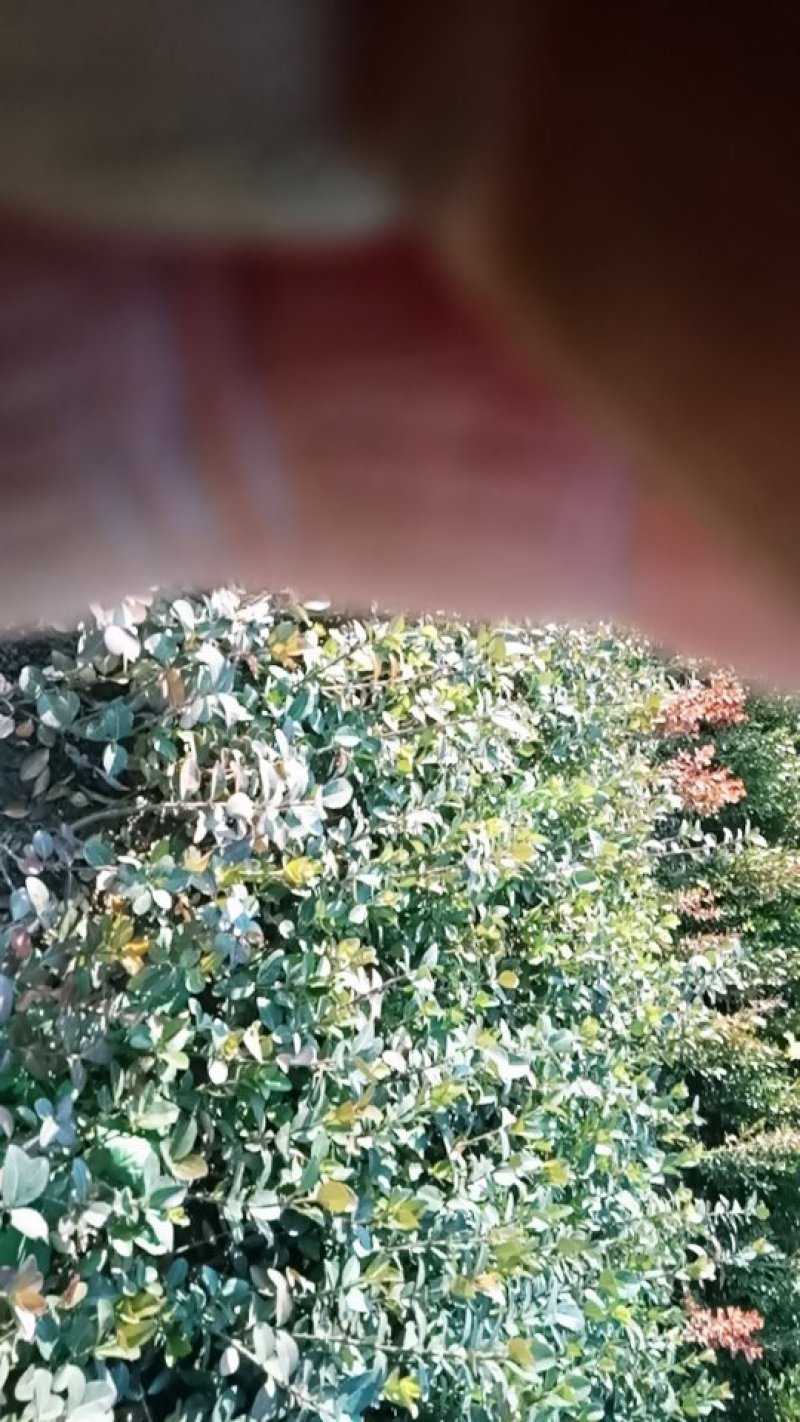 卫矛