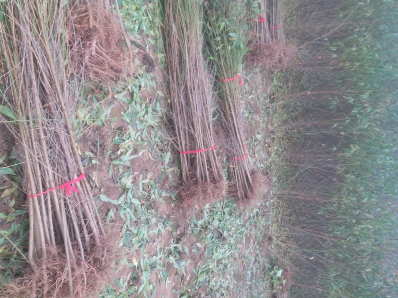 毛桃树苗占地果树桃树1-2-3公分河南货源大量供应