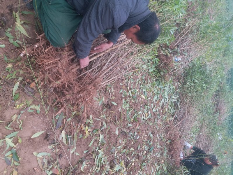 毛桃树苗占地果树桃树1-2-3公分河南货源大量供应