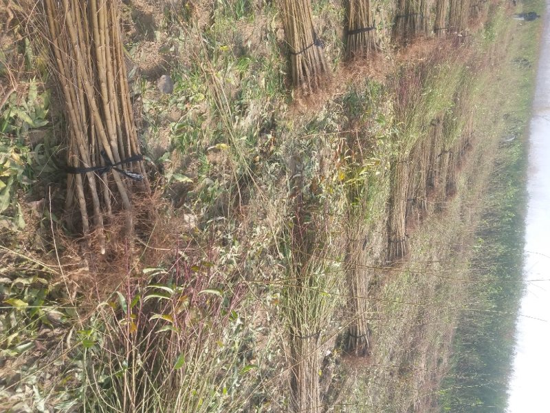 毛桃树苗占地果树桃树1-2-3公分河南货源大量供应