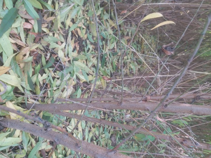 毛桃树苗占地果树桃树1-2-3公分河南货源大量供应