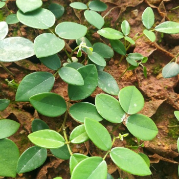山豆根苗