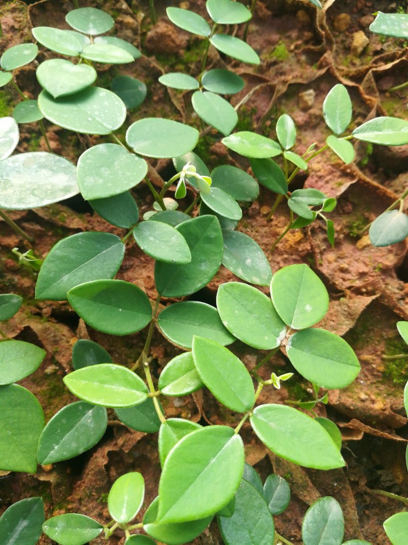 山豆根苗
