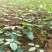 山豆根苗