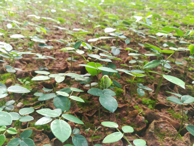 山豆根苗