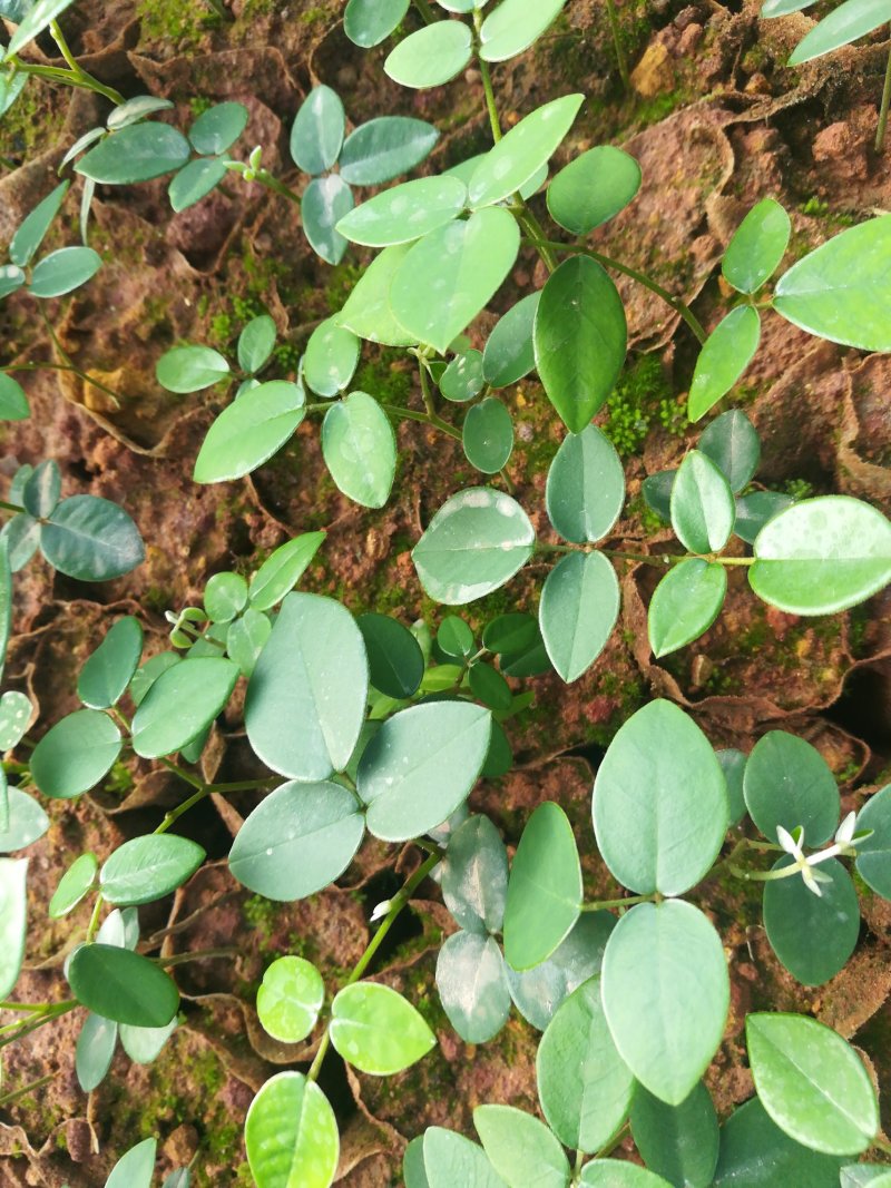 山豆根苗