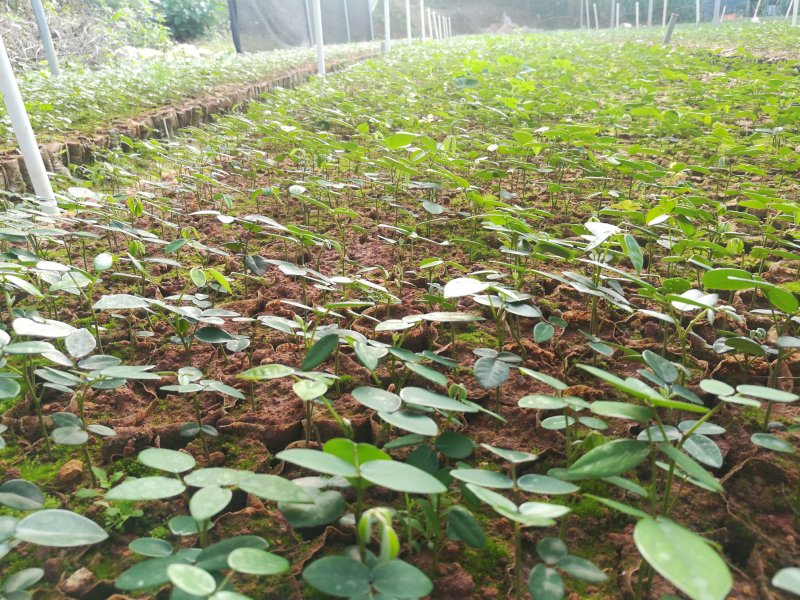 山豆根苗