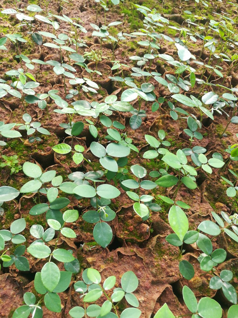 山豆根苗