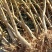 占地桃树