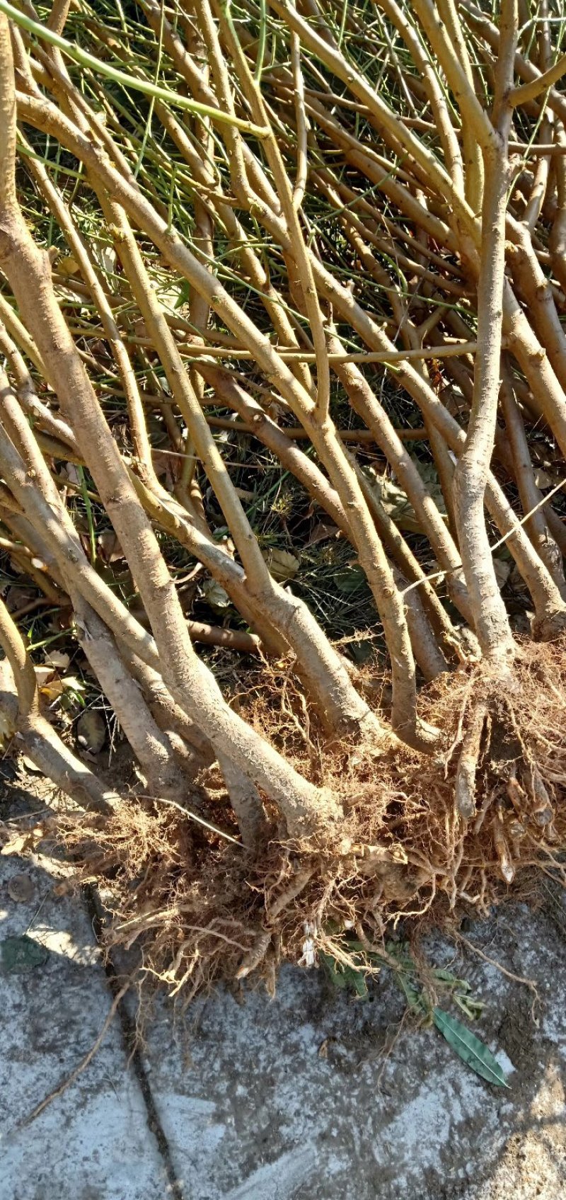 占地桃树