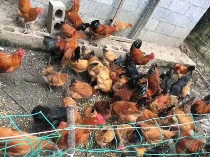 禽畜精加工品