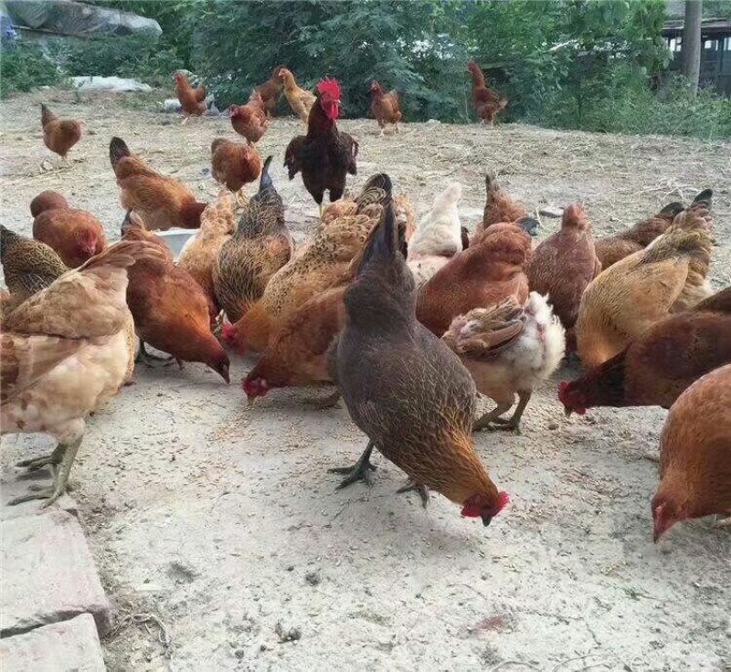 禽畜精加工品