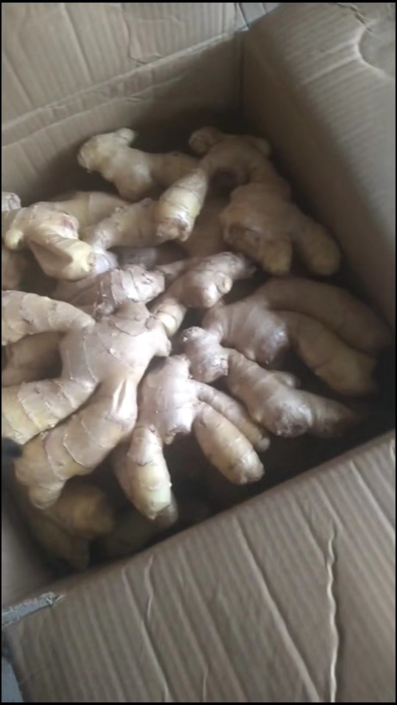 大量出售生姜